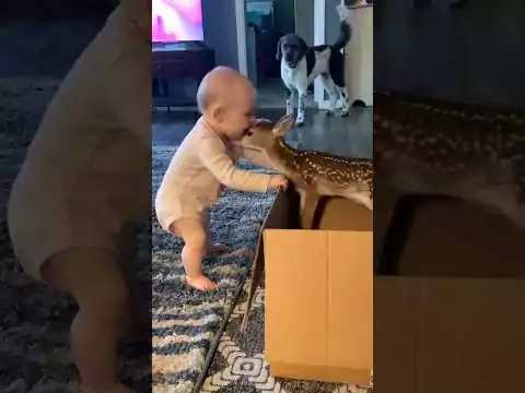 Witzige und lustige Baby-Videos baby video