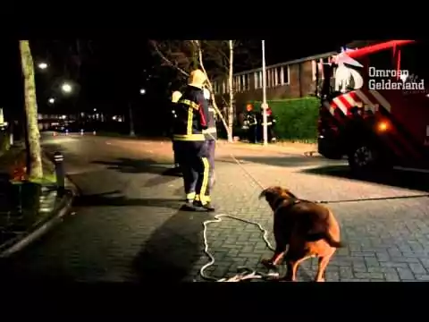 feuerwehr hund
