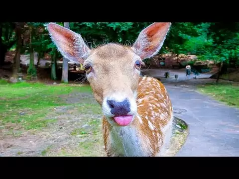 Lustigste Tiervideos, die Sie zum Lachen bringen lustige tiervideos