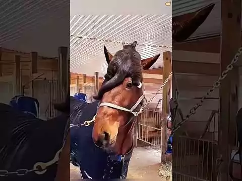 katze pferd