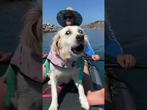 Golden Retriever: Erwartungen vs. Realität hund erwartung