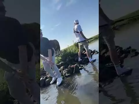 Kuhbulle vertreibt Angler ins Wasser kuh angler