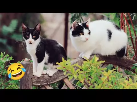 lustige katzenvideos