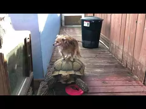 Turtle Uber turtle hund