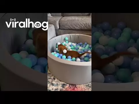 Bällebad für den Hund baellebad hund