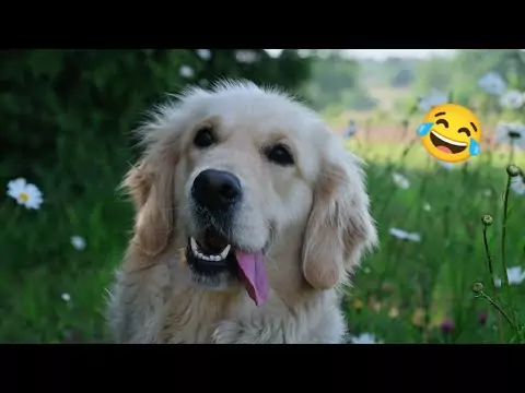 Lustige Hundevideos - kleine und große Hunde hund lachen