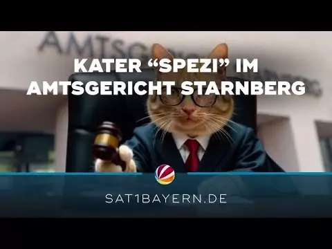 katze gericht