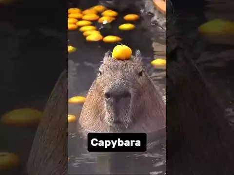 capybara entspannt