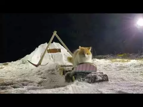 katze snowboard