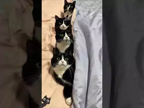 katzen videos