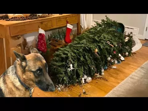 Weihnachten mit Hunden feiern hund weihnachten