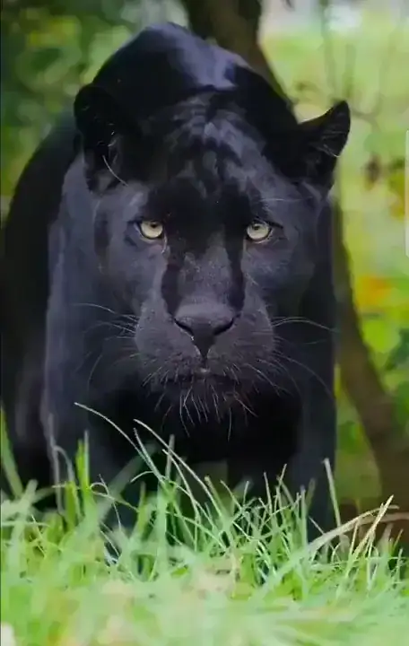 katze anschleichen ezgif.com optiwebp