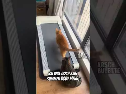 Katzenfitness muss sein katzen fittnes