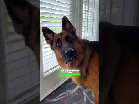 Der Deutsche Schäferhund deutsche schaeferhund