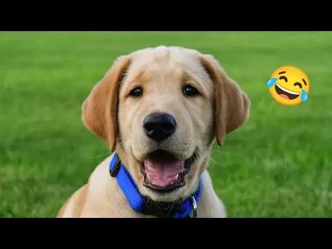 Lustige Hundevideos - DOGS FUNNY CUTE VIDEOS hunde videos