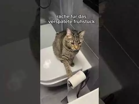 Mimi, was machst du da im Bad? katze rolle