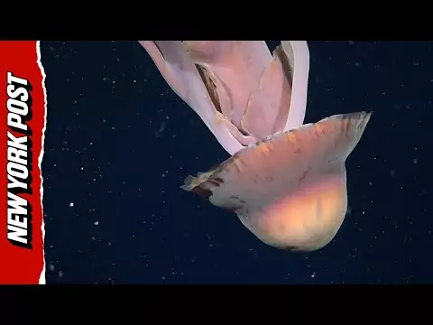 Qualle in Größe eines Busses entdeckt qualle bus