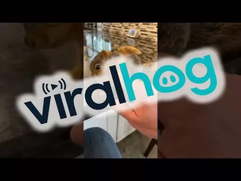 eichhoernchen streicheln