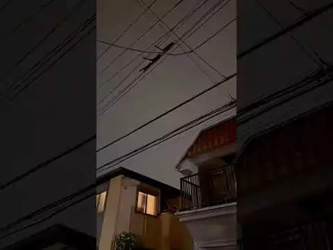 Geheime Katzenarmee am Trainieren katze agent