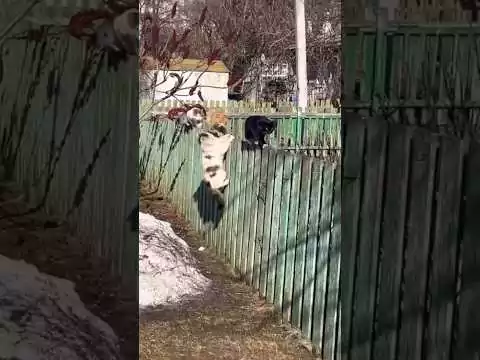 Wenn Katzen lustige Sachen machen lustige katzen 1