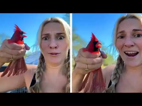Lustige und niedliche Vögel Videos vogel videos
