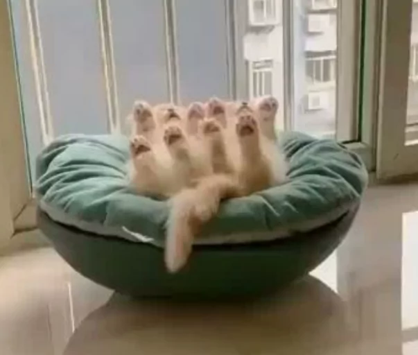 Schlafende kleine Katzenschönheiten katzen schlafen