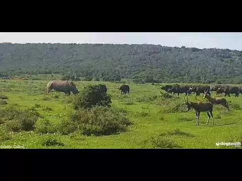 nashorn wasserbueffel