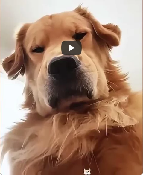 funny-retriever