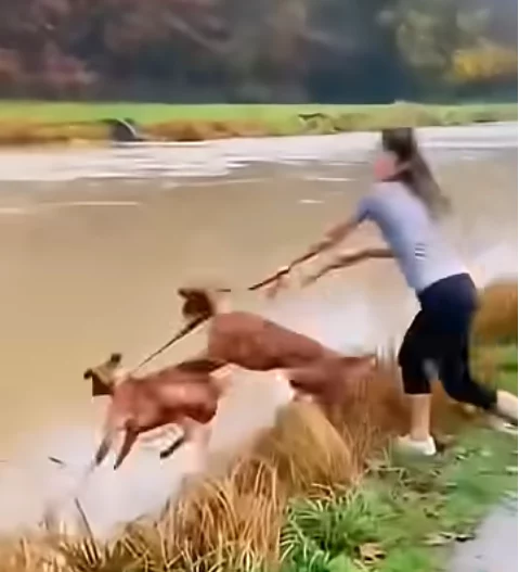 Fails beim Gassi gehen mit Hunden gassi-gehen