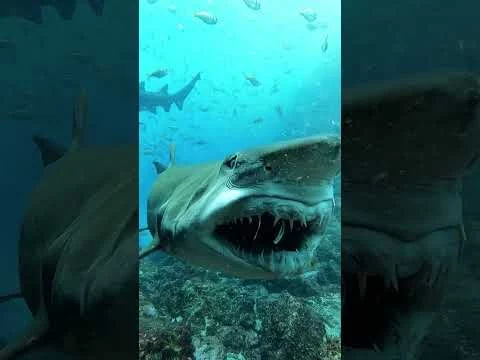hai-lachen