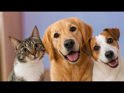 lustige-tiere