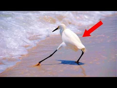 Lauter witzige Szenen mit Vögeln witzige-voegel