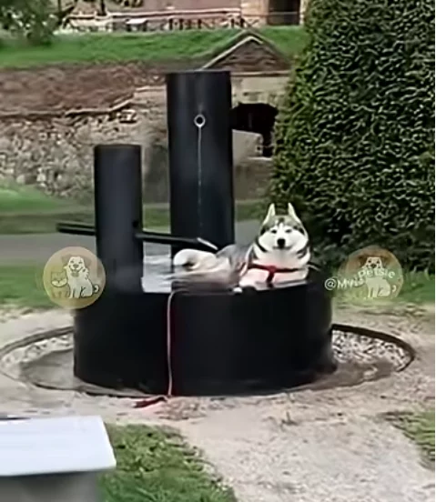 Hunde und Wasser - Ein Traumpaar hud-wasser