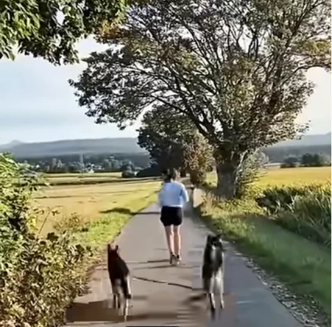 Hunde an der Leine = Drama und Fails hund-pannen