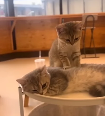katzen-videos