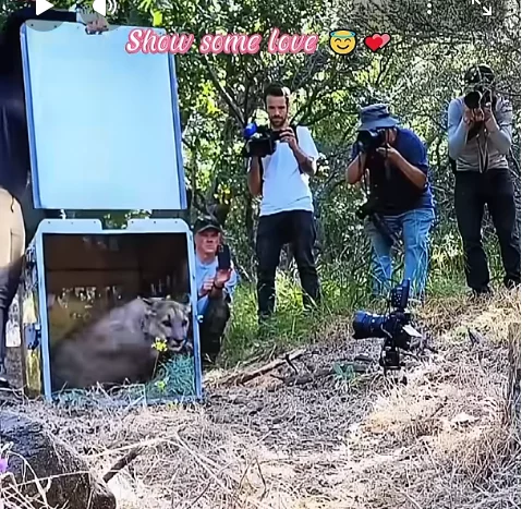 Wild-Tiere in die Freiheit entlassen tier-freiheit