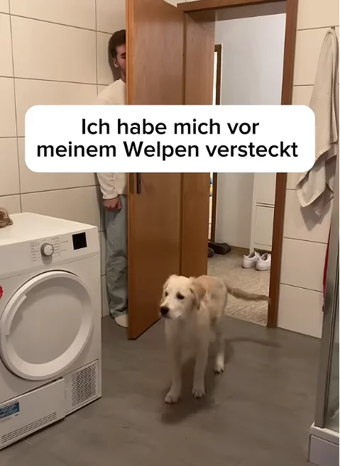 Mit dem Welpen Verstecken spielen verstecken-spielen