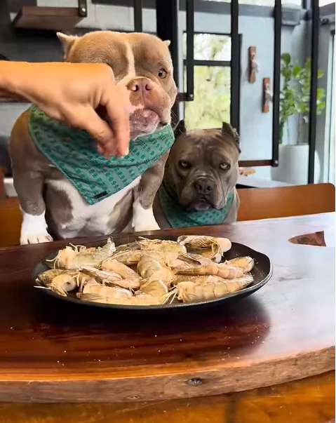 Mit Hunden zusammen Kochen hund-kochen