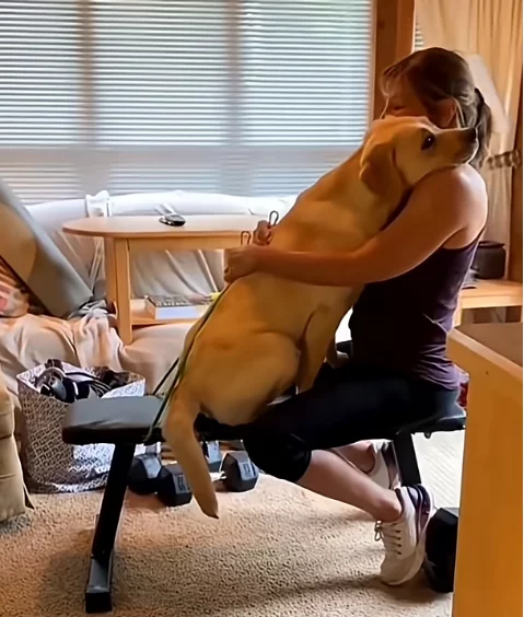 Hunde und die Liebe gegenüber deren Besitzern hund-liebe