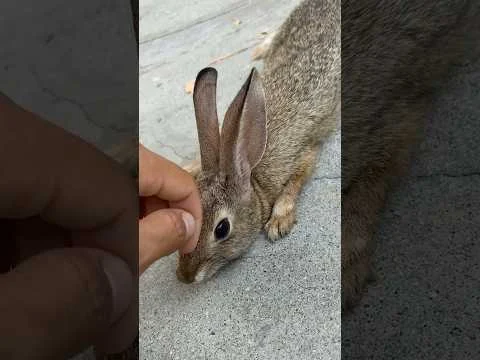 hase-helfen