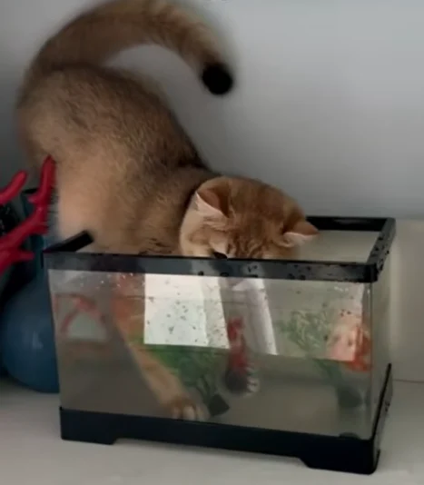 katzen-funny
