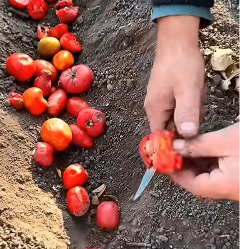 oma-tomate